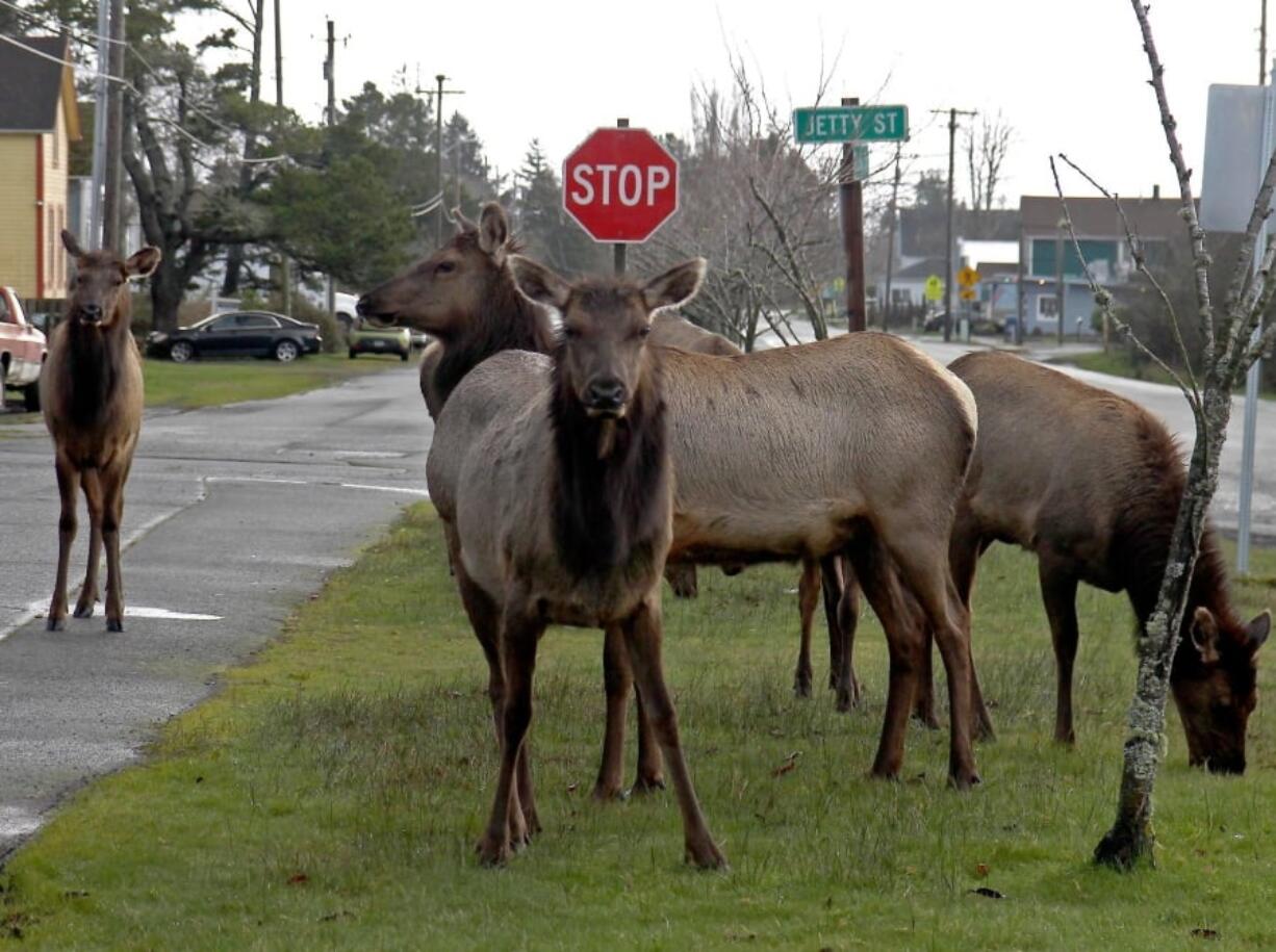 FILE - This undated file photo shows a herd of elk grazing on a median in Hammond, Ore. A new state pilot program intended to control the urban deer population could help cities to cull the elk herds that roam the North Oregon Coast.