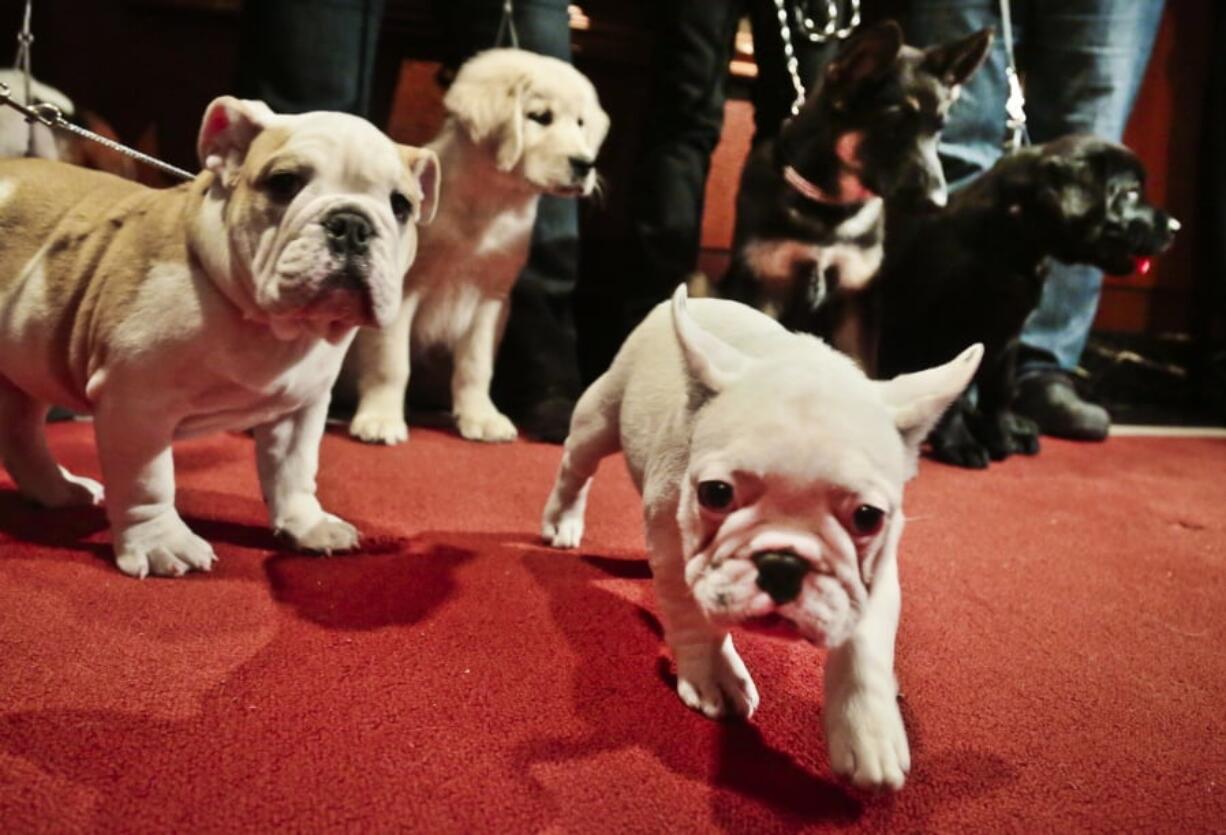 A bulldog, from left, a golden retriever, a French bulldog, a German shepherd and a Labrador retriever are seen at the American Kennel Club in New York. These puppies represent the five most popular breeds in AKC rankings released in 2018.