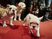 A bulldog, from left, a golden retriever, a French bulldog, a German shepherd and a Labrador retriever are seen at the American Kennel Club in New York. These puppies represent the five most popular breeds in AKC rankings released in 2018.