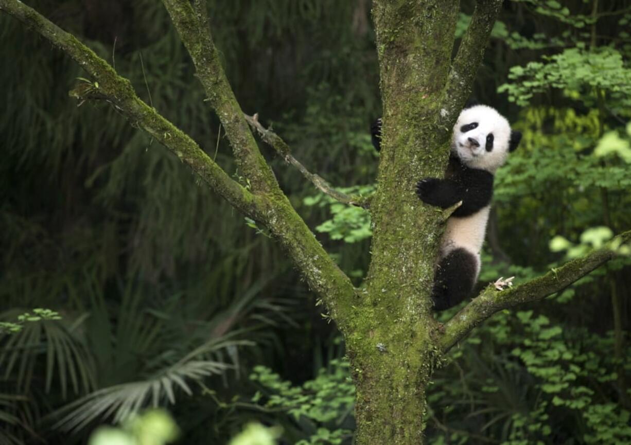 A giant panda cub in a scene from the IMAX documentary “Pandas.” The film, from David Douglas and Drew Fellman, takes audiences to the Chengdu Research Base For Giant Panda Breeding in China where scientists are working toward a goal of releasing captive-born pandas into the wild, where only about 2000 remaining pandas live. (Drew Fellman/Warner Bros.