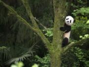 A giant panda cub in a scene from the IMAX documentary “Pandas.” The film, from David Douglas and Drew Fellman, takes audiences to the Chengdu Research Base For Giant Panda Breeding in China where scientists are working toward a goal of releasing captive-born pandas into the wild, where only about 2000 remaining pandas live. (Drew Fellman/Warner Bros.