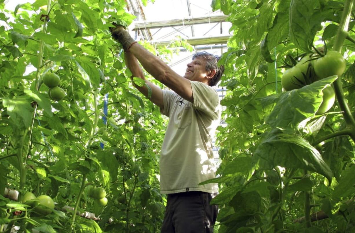 Greenhouse manager Oscar Ruiz prunes organic tomato plants growing in a greenhouse at Long Wind Farm in Thetford, Vt.