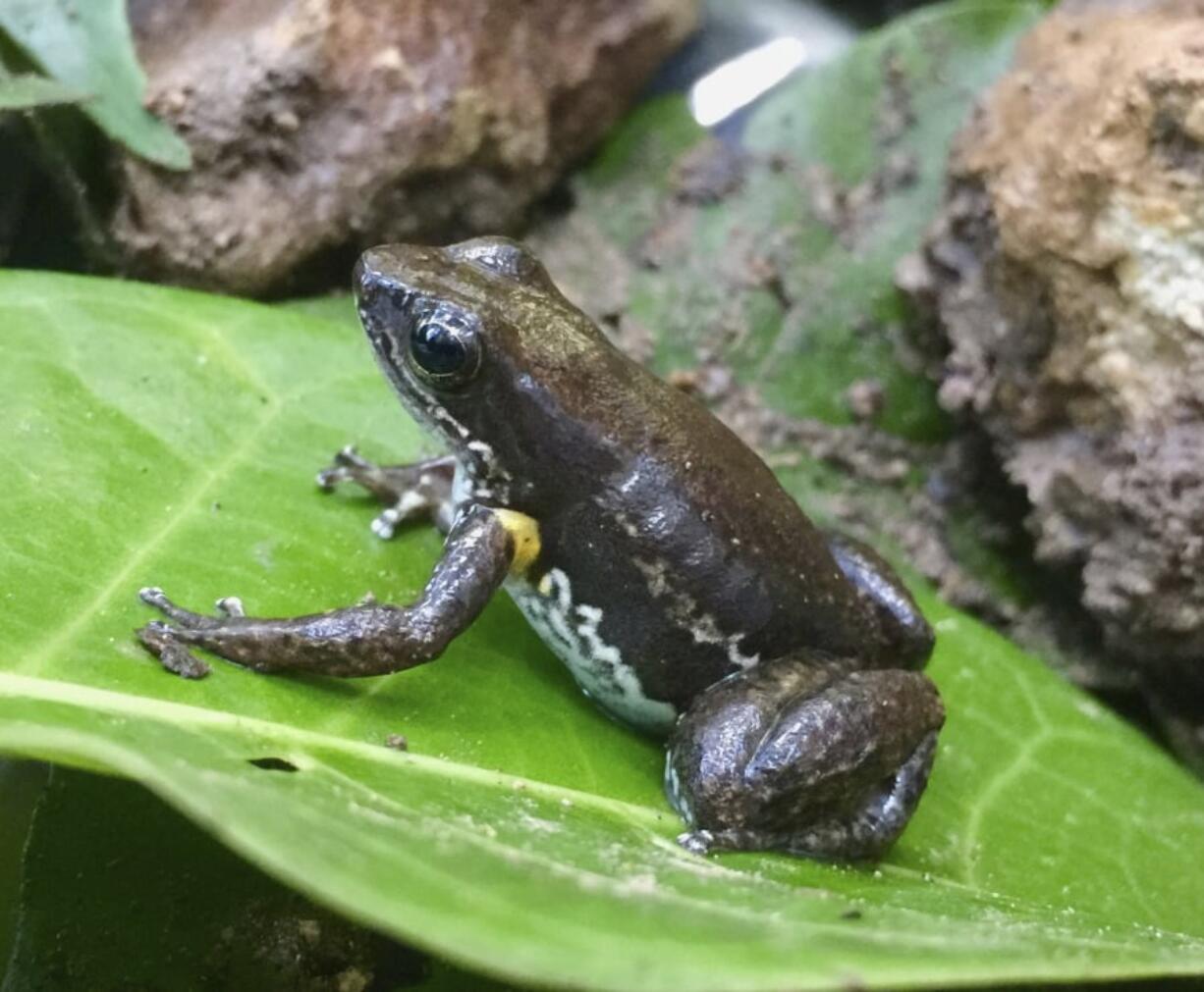 This undated photo provided by Jamie Voyles in March 2018 shows a rocket frog in Panama. A deadly fungal disease devastated amphibians in Central America more than a decade ago, quieting some mountain streams. But new research released on Thursday, March 28, 2018 shows evolution may have saved the day _ and the frogs.