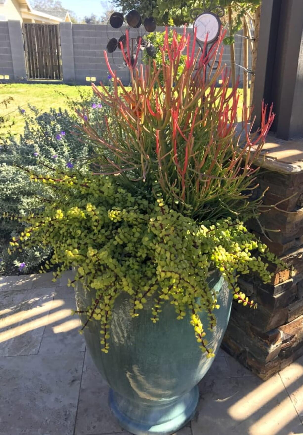 This photo provided by Noelle Johnson shows ‘Sticks on Fire’ Euphorbia tirucalli with Elephants Food (Portularcaria afra) in Queen Creek, Ariz.