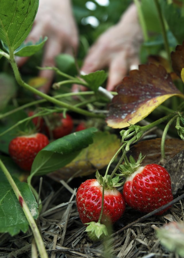 How to Grow Strawberries in Your Garden