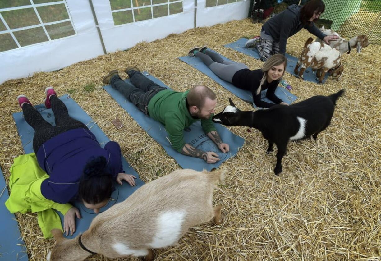 Scott Miller, of Portland, gets a goat kiss during Goat Yoga class in Corvallis, Ore.