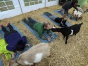 Scott Miller, of Portland, gets a goat kiss during Goat Yoga class in Corvallis, Ore.