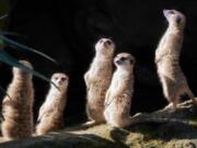 Los Angeles Zoo’s new meerkats warm themselves in the morning sun March 15 in their enclosure known as meerkat manor.