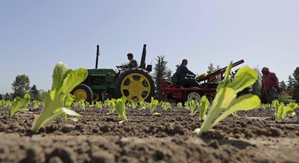 Workers plant romaine lettuce Thursday at the EG Richter Family Farm in Puyallup. The farm sells most of it’s lettuce to large local grocery store chains, and owner Tim Richter says that so far his farm hasn’t been affected by warnings that romaine lettuce from Yuma, Ariz., apparently has been contaminated with the E. coli bacteria. Richter says he urges consumers to stay away from bagged lettuce and to always cut and wash their own produce. (AP Photo/Ted S.