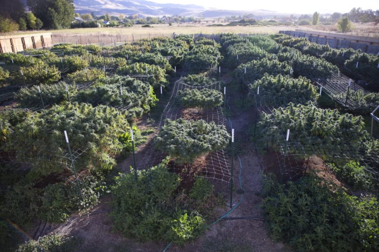 In this Oct. 13, 2015, photo, the plants at Michael Monarch’s marijuana grow, about 100 plants in all, flourish under breathtaking vistas of the Cascade and Siskiyou mountains near Ashland, Ore.