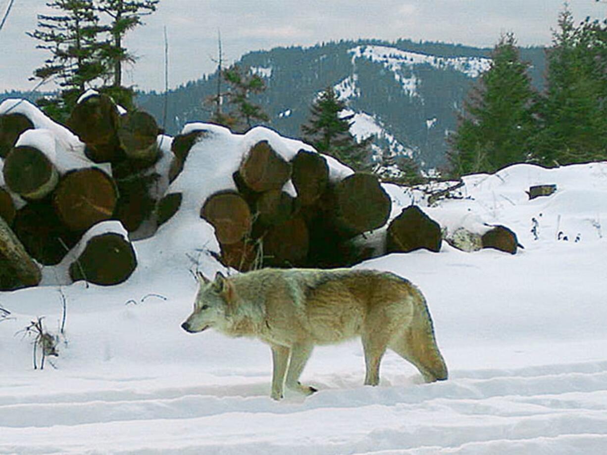 The breeding female of the Walla Walla Pack is captured on a remote camera on private property in northern Oregon’s Umatilla County in December 2017.