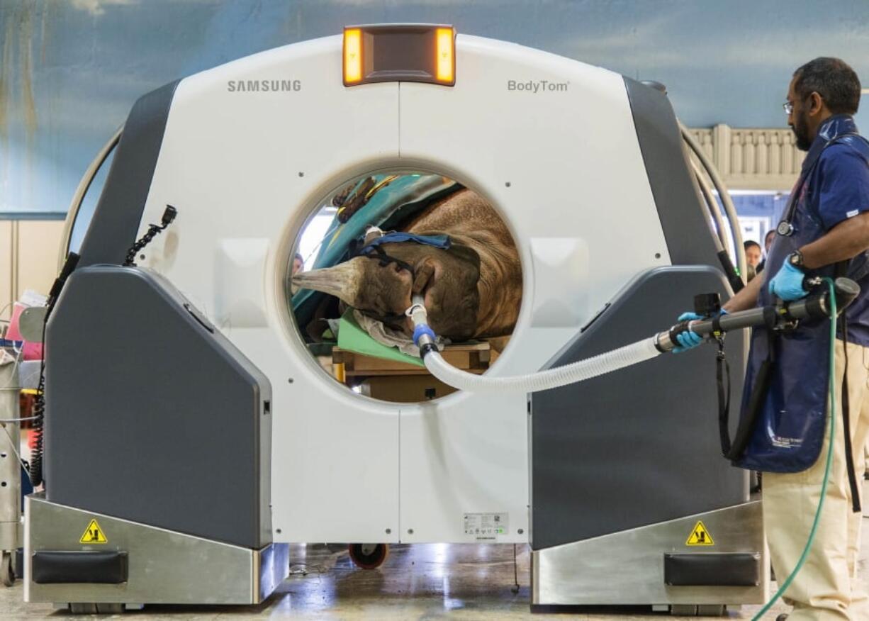 Dr. Sathya Chinnadurai, senior staff veterinarian for the Chicago Zoological Society, monitors Layla a 7½-year-old eastern black rhinoceros, as she receives a CT scan inside the zoo’s pachyderm house in Brookfield, Ill., on April 23. The images from the scan provided diagnostic results that will help determine the best course of action in treating an obstruction in Layla’s nasal passageway.