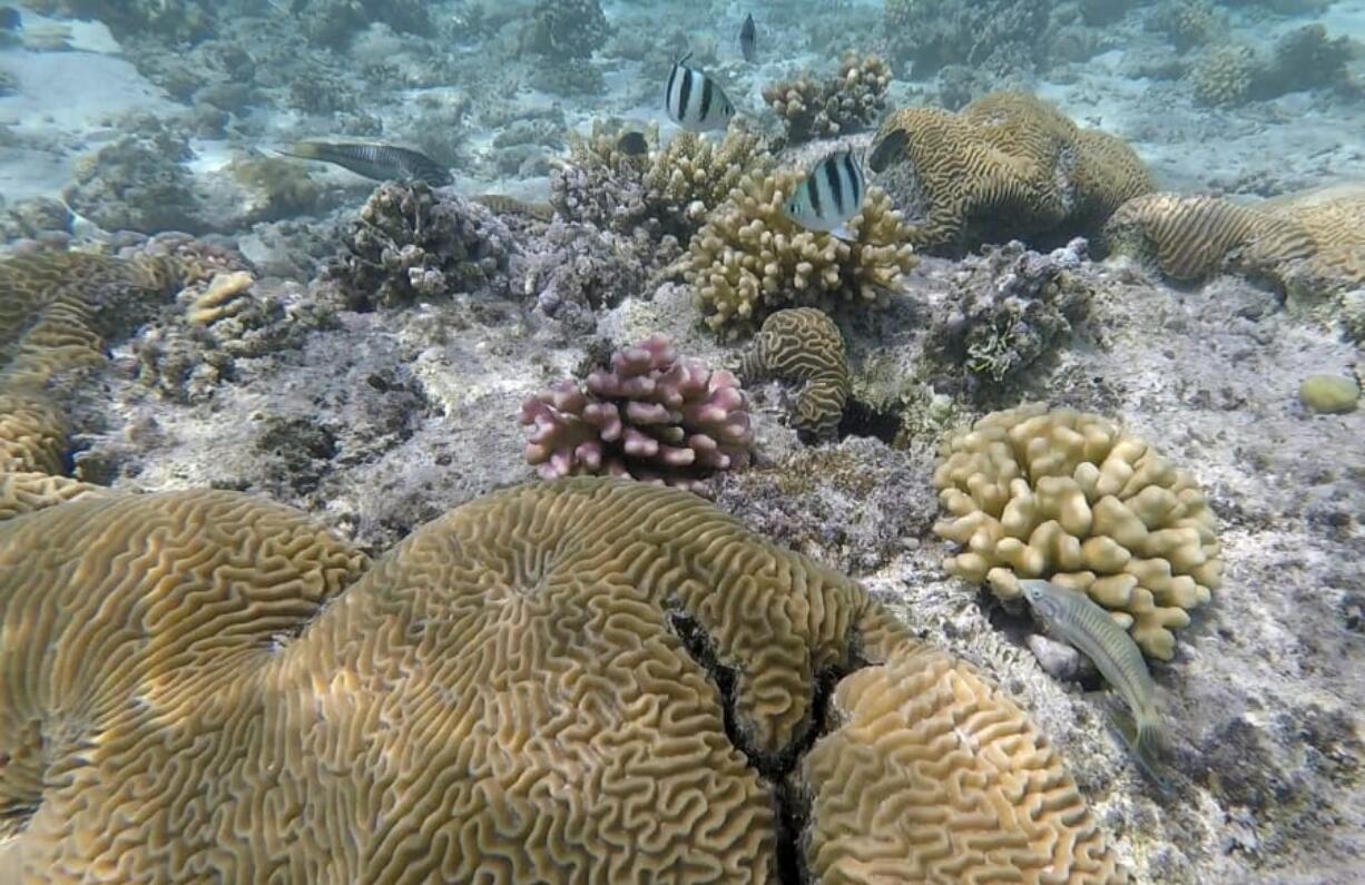 Fish swim on a coral reef in the Red Sea off Saudi Arabia.