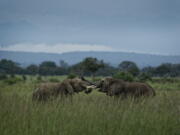 In this photo taken Tuesday, March 20, 2018, two young elephants play in Mikumi National Park, Tanzania. The battle to save Africa’s elephants appears to be gaining momentum in Mikumi, where killings are declining and some populations are starting to grow again.