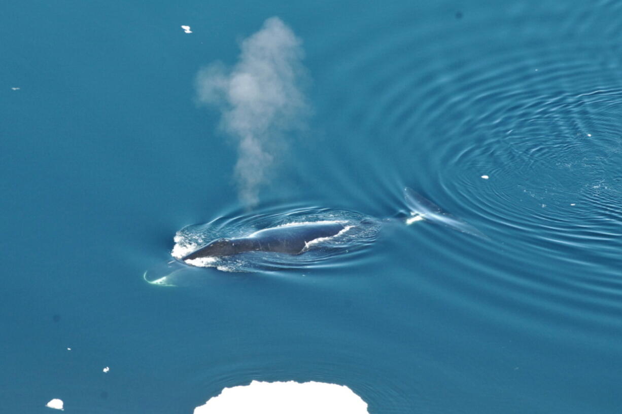 A bowhead whale is seen in June 2017 in the Fram Strait between Greenland and Svalbard. In a study released in the April 4 edition of Biology Letters, scientists have eavesdropped year-round on the songs of bowhead whales which roam the Arctic under the ice, and have found they are more prolific and jazzier than other whales. Kit M.