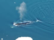 A bowhead whale is seen in June 2017 in the Fram Strait between Greenland and Svalbard. In a study released in the April 4 edition of Biology Letters, scientists have eavesdropped year-round on the songs of bowhead whales which roam the Arctic under the ice, and have found they are more prolific and jazzier than other whales. Kit M.