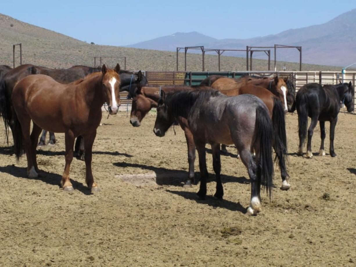 Wild horses that were captured from U.S. rangeland stand May 25, 2017, in a holding pen at the U.S. Bureau of Land Management’s Wild Horse and Burro Center in Palomino Valley, about 20 miles north of Reno, Nev.