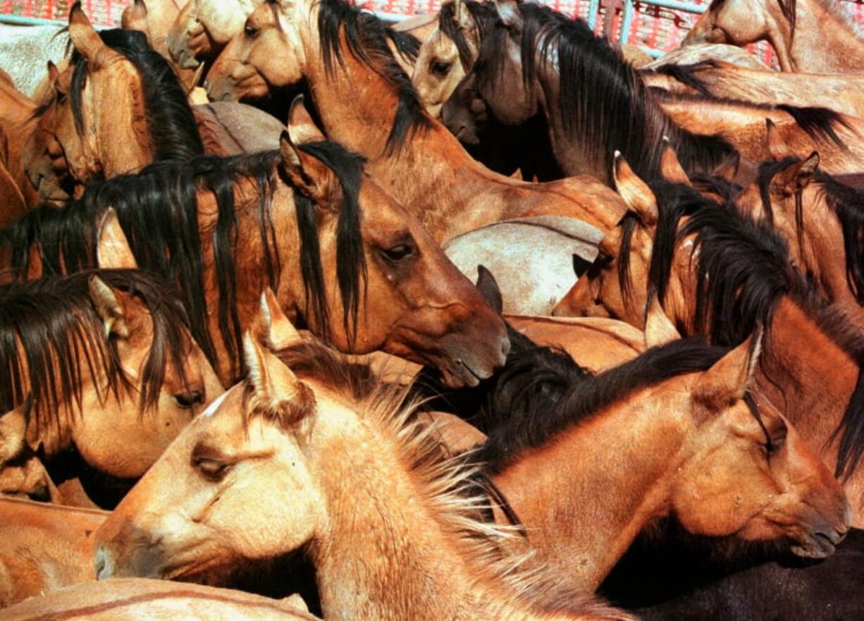 FILE -In this Sept. 3. 1999, file photo, Kiger mustangs crowd together in a corral after a roundup near Steens Mountain outside Burns, Ore. A federal judge has ruled that the U.S. Bureau of Land Management violated environmental law by rounding up wild horses in eastern Oregon without fully considering the impact of its actions.