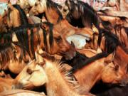 FILE -In this Sept. 3. 1999, file photo, Kiger mustangs crowd together in a corral after a roundup near Steens Mountain outside Burns, Ore. A federal judge has ruled that the U.S. Bureau of Land Management violated environmental law by rounding up wild horses in eastern Oregon without fully considering the impact of its actions.