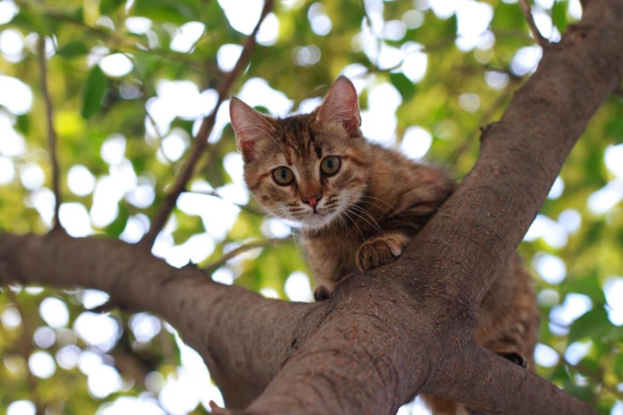 Does this cat have nine lives? Probably not — but it will land on its feet.