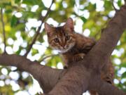 Does this cat have nine lives? Probably not — but it will land on its feet.