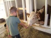 A young boy feeds a cow. A new study has found growing up with animals can lead to healthier adults.