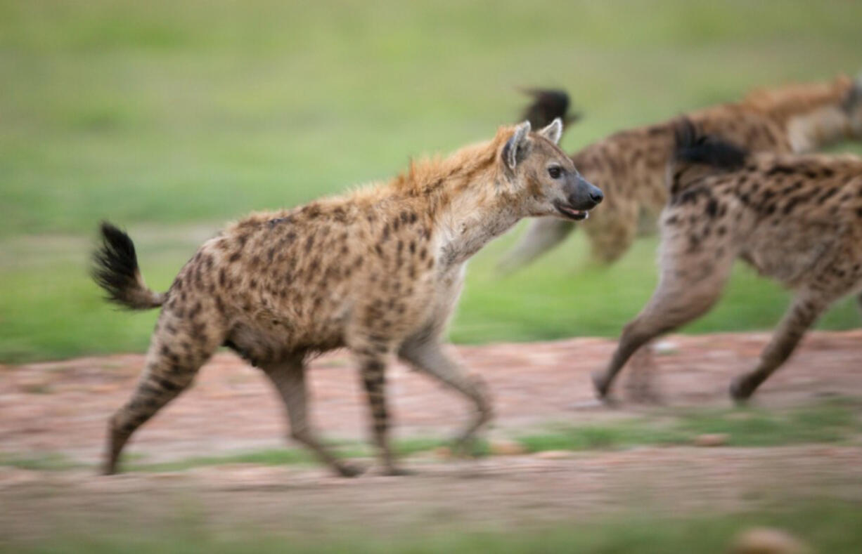 Hyenas, seen in the book “The Hyena Scientist,” are exceptional hunters. Author Sy Montgomery went to Kenya to observe the work of Kay Holekamp, who has been studying the animals for several decades.