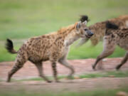 Hyenas, seen in the book “The Hyena Scientist,” are exceptional hunters. Author Sy Montgomery went to Kenya to observe the work of Kay Holekamp, who has been studying the animals for several decades.