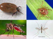 Clockwise from top left: The deer tick, which transmits Lyme disease; the American dog tick, which transmits Rocky Mountain spotted fever and tularemia; the Culex pipiens mosquito, which transmits West Nile virus; and the Aedes aegypti mosquito, which transmits Zika and more.