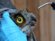 The owl gets an eye exam before being released to the wild.