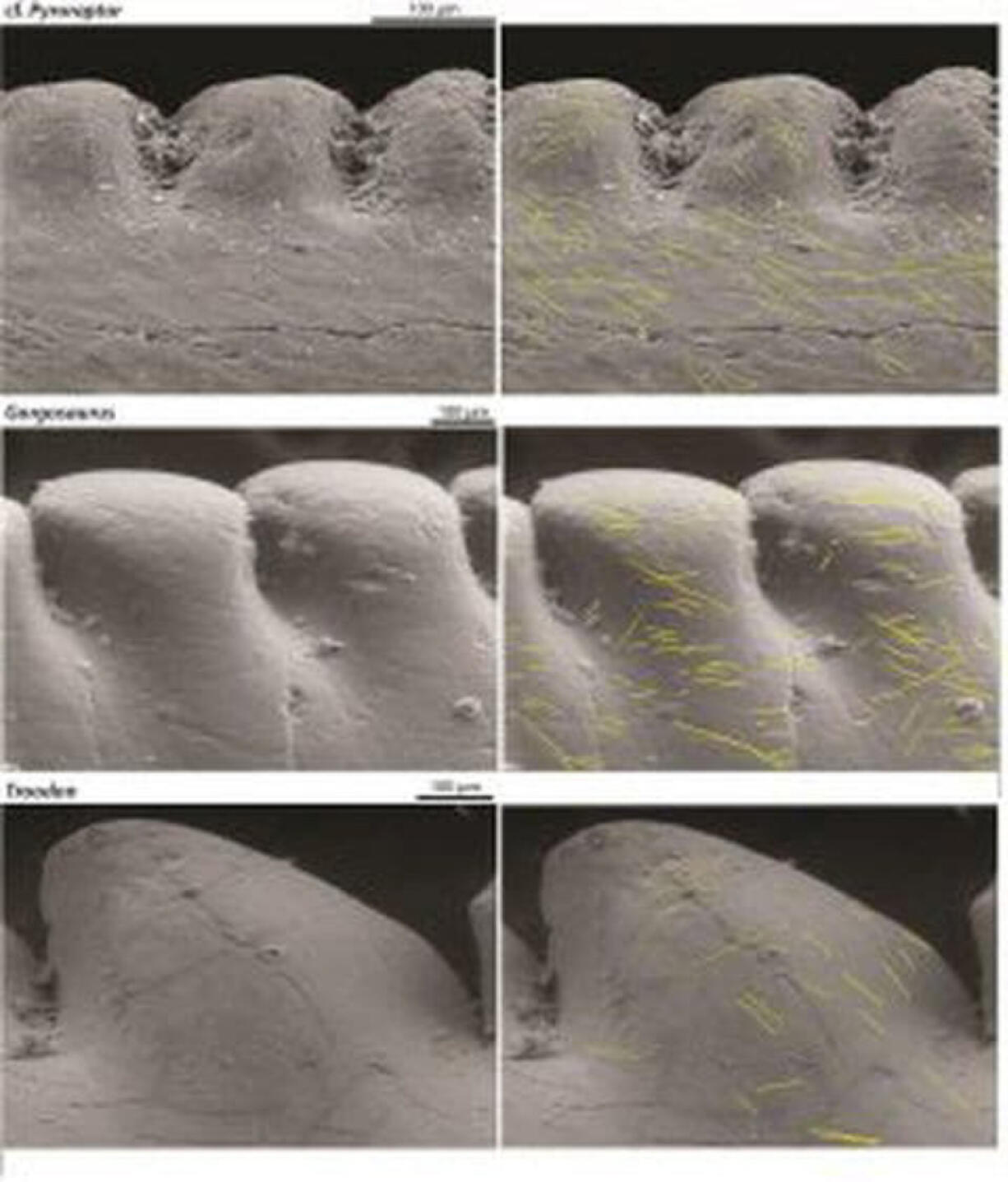 Microwear patterns, highlighted in yellow, on the teeth of three theropod dinosaurs.