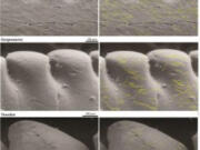 Microwear patterns, highlighted in yellow, on the teeth of three theropod dinosaurs.