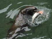 In addition to feasting in the Columbia River, sea lions have been hammering wild winter steelhead below the Willamette Falls. Managers say there is a 90 percent chance of the run going extinct.