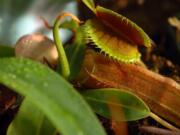 The insect-gobbling Venus flytrap is under assault by development and poachers on the Carolinas coastal plain.