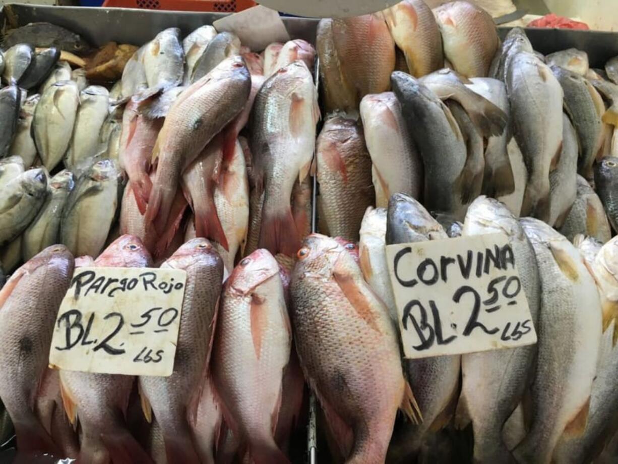 Red snapper and corvina drum at a fish market in Panama.