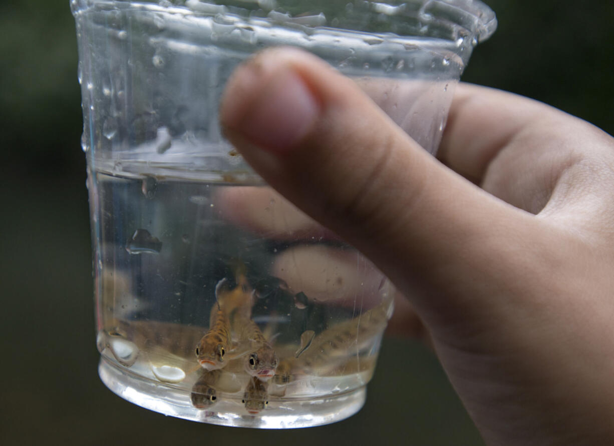 Students from Image Elementary School in Vancouver prepare to release baby salmon into Salmon Creek on June 9, 2017. Students at Cascadia Elementary School in Ferndale have also been raising baby salmon, and are taking part in a program where they learn about the difficult journey Puget Sound fish face as they head toward the ocean.