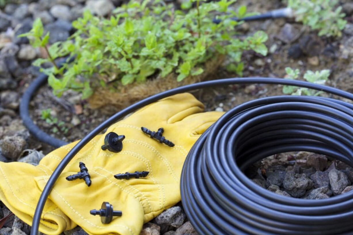 Drip irrigation has many benefits, not the least of which is cutting down water use by about 60 percent.