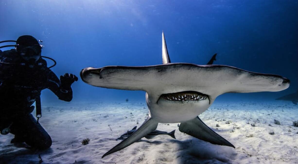 Another diver hangs with a great hammerhead shark in a photo taken by Jim Obester in 20 feet of water off Bimini, in the Bahamas.