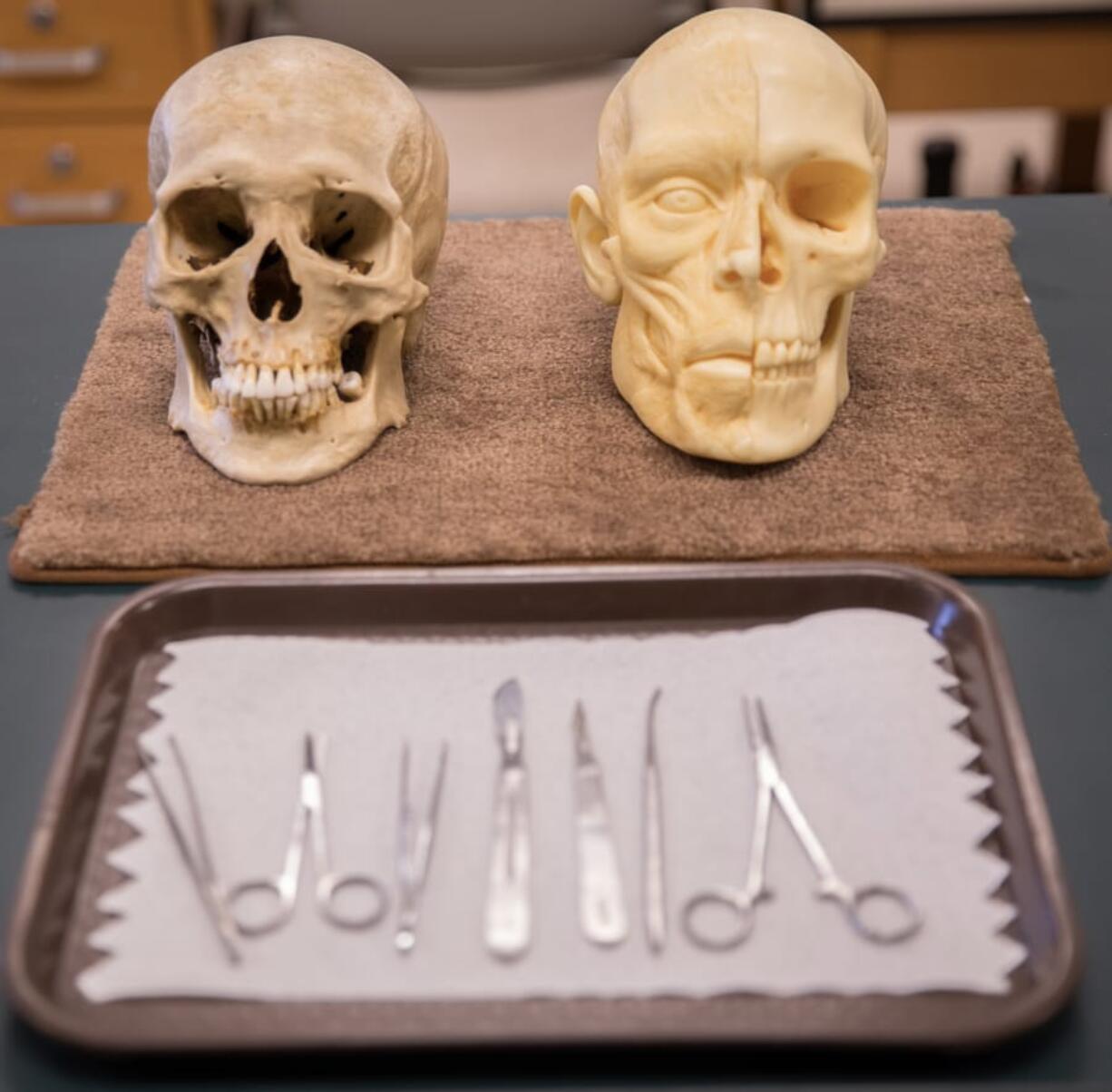 Students in Clark College’s anatomy and physiology classes get a deep understanding of the human body that they can then use as they move on into nursing and dental programs.