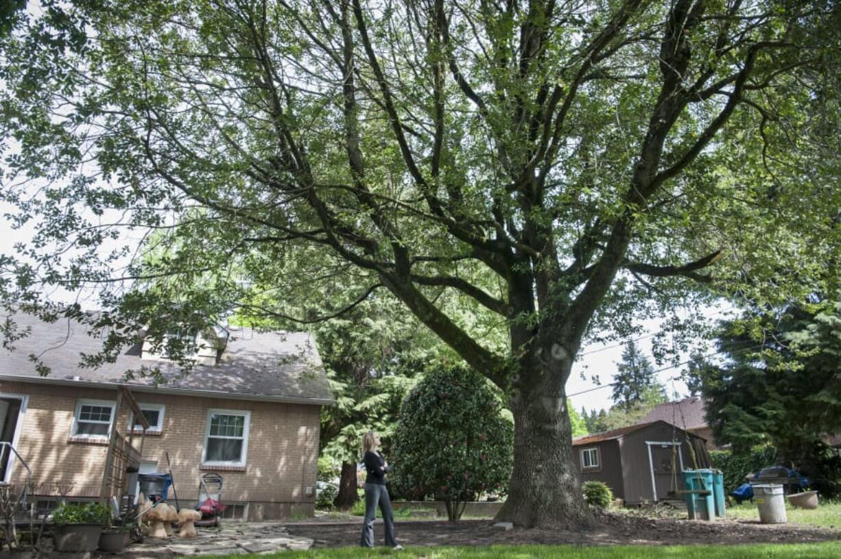 Seanette Corkill nominated the California bay tree which stands in her back yard on east 22nd Street to the city of Vancouver’s heritage tree inventory before she and her husband even bought their home. For the first time in about seven years, the city has again opened the nomination process to add more heritage trees.