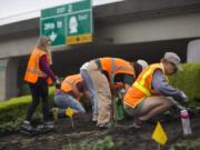 Volunteers from the Master Gardener program through Washington State University Extension plant sunpatiens along Interstate 5 at the “Welcome to Washington” sign, an annual partnership between the program and Washington State Department of Transportation.