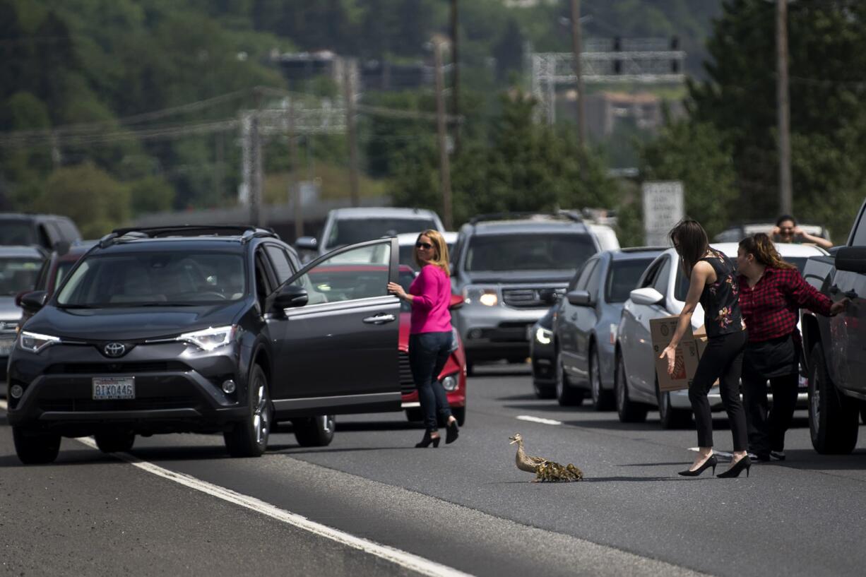 A mama mallard and her eight ducklings stopped traffic on Highway 14 near Columbia House Boulevard on Friday afternoon as they successfully negotiated crossing the busy freeway with the help of several Samaritans. Like the proverbial chicken, there was no straight answer to why the duck wanted to cross the road, but everyone was safe.