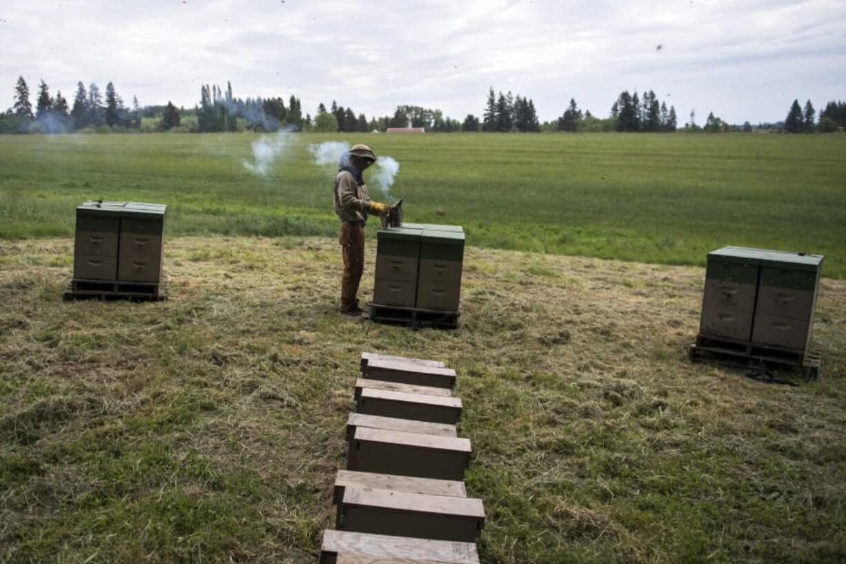 Viktor Plyushchev tends one of his bee yards in La Center. Plyushchev moved to the U.S. from Russia as a young child and is a third-generation beekeeper. He hopes to pass the business to his son someday.