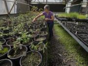 Professor Kathleen Perillo tends to native plants at the Clark College Native Plant Center.