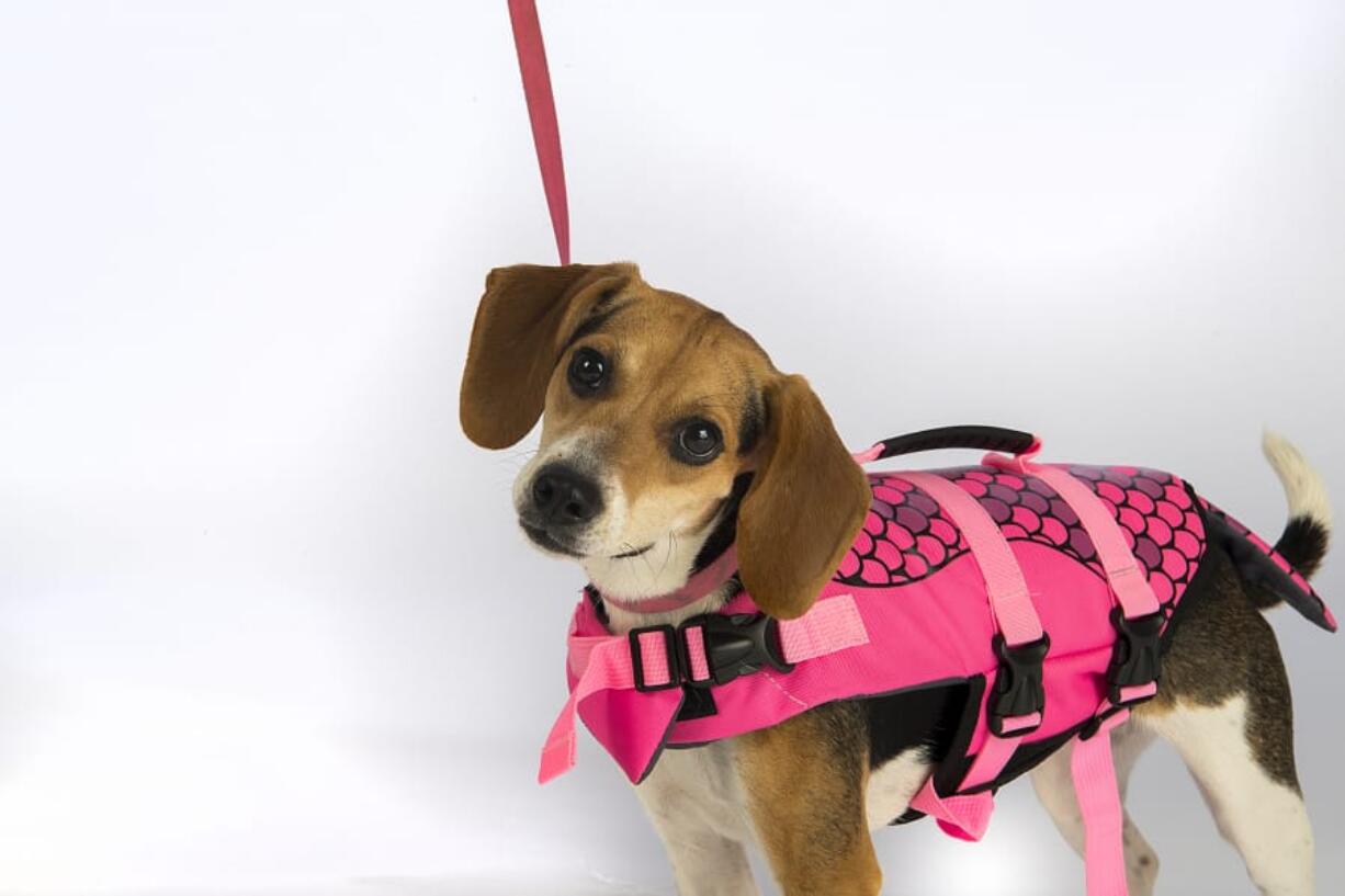 Aurora, a 1-year-old beagle rat terrier mix, is gearing up for summer. Aurora is owned by Washougal resident Shannon Van Horn.