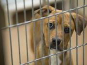 5-month-old Sophia, who was a part of the Texas transfer, greets visitors at the Humane Society for Southwest Washington on Thursday morning.