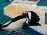 Tokitae, the performing orca known as Lolita at Miami’s Seaquarium, is shown with a trainer in 2011.