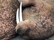 A Pacific walrus rests on a beach a few miles outside Port Heiden, Alaska, on April 7. Male walruses traditionally spend summers in the Bering Sea near Bristol Bay about 120 miles north of Port Heiden. The U.S. Fish and Wildlife Service says they may be seeking new foraging grounds.