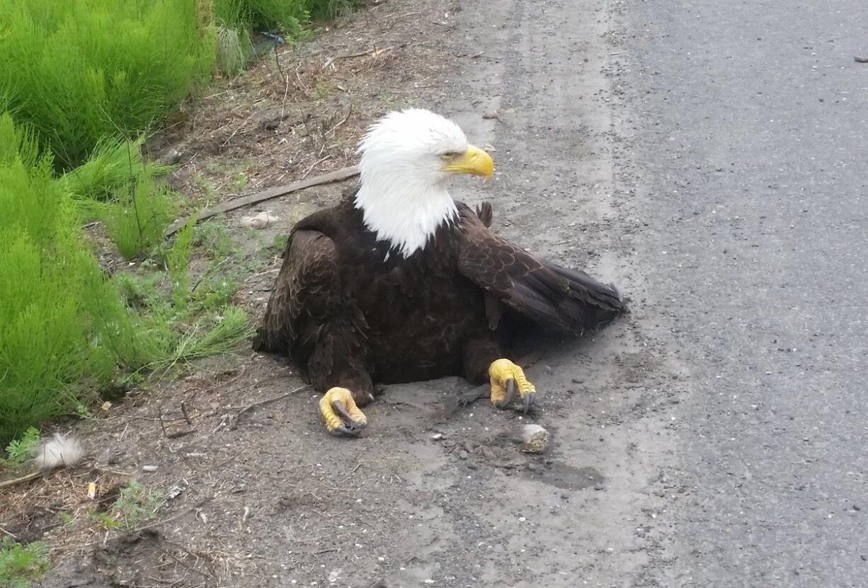 Washington State Patrol says this injured bald eagle was found on state Highway 14 near Southeast Ellsworth Road.