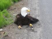 Washington State Patrol says this injured bald eagle was found on state Highway 14 near Southeast Ellsworth Road.